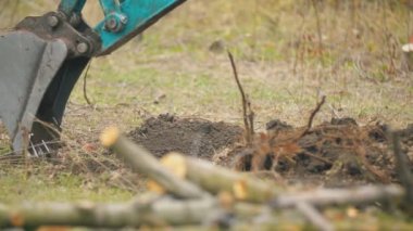 kazıcı ağaç kökleri kazar