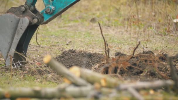 Excavadora cava raíces de árboles — Vídeos de Stock