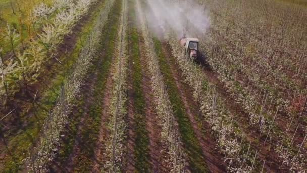 Traktör püskürtüyor çiçek açan elma ağaçları — Stok video