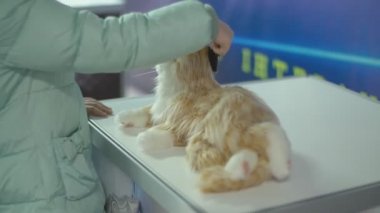 bir kedi robotu okşayan çocuk
