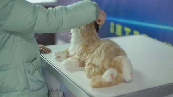 Niño acariciando un gato robot — Vídeo de stock