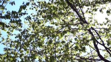 Ormanda yaprakları olan ağaçlar