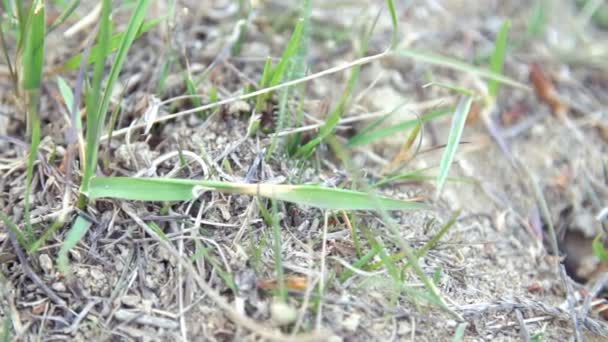 Mrówki poruszają się między źdźbłami trawy — Wideo stockowe