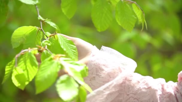 Mano acariciando una rama con hojas — Vídeos de Stock