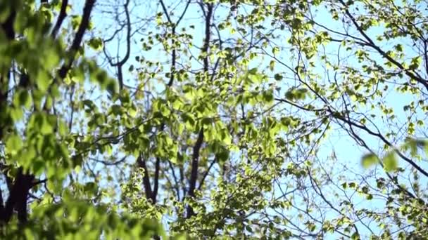 Árvores com folhas na floresta — Vídeo de Stock
