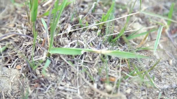 fourmis se déplacent entre les brins d'herbe 