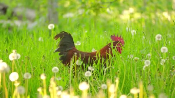 公鸡在草地上散步 — 图库视频影像