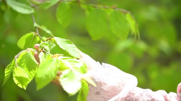 Hand streichelt einen Ast mit Blättern — Stockvideo