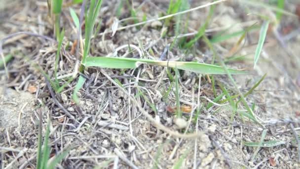 Hormigas se mueven entre hojas de hierba — Vídeo de stock
