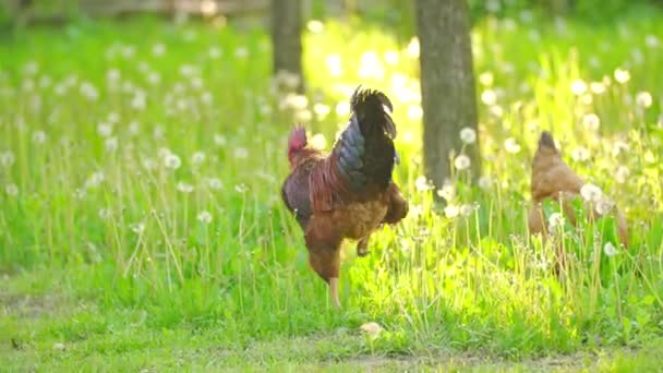 Rooster walks on the grass — Stock Video