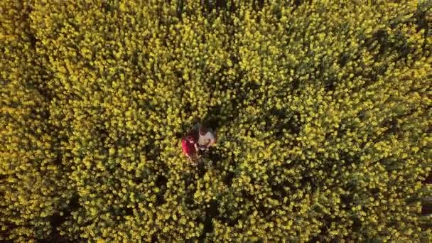 Champ de parana avec des fleurs de canola — Video