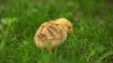 Civciv çimenlerde yürüyor