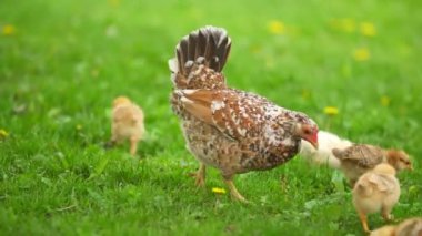 Bir tavuk çimenlikte yürüyor.
