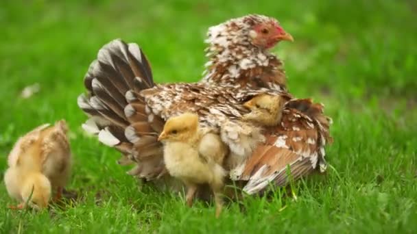 Pollos se esconden debajo de la mamá de pollo — Vídeo de stock