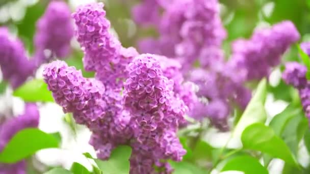 Звичайний бузковий колір у цвітіння — стокове відео