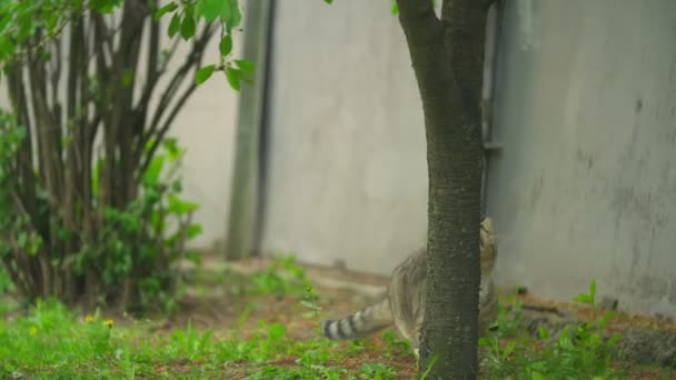 Kätzchen klettert auf Baum — Stockvideo