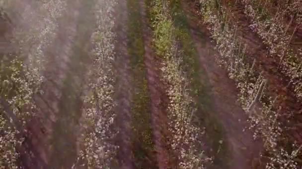 Tractor spraying flowering apple trees — Stock Video