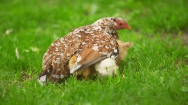 Tavuklar anne tavuğun altında saklanıyor.