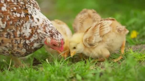 A chicken walks along the lawn — Stock Video