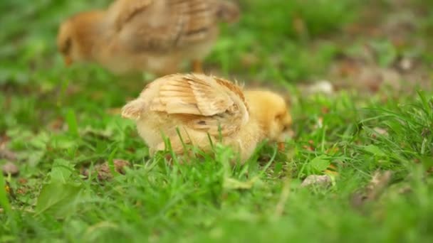 Kuiken loopt op het gazon — Stockvideo