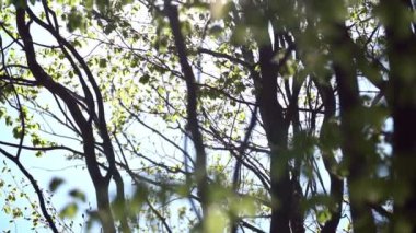 Ormanda yaprakları olan ağaçlar