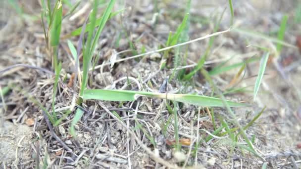 Mravenci se pohybují mezi listy trávy — Stock video