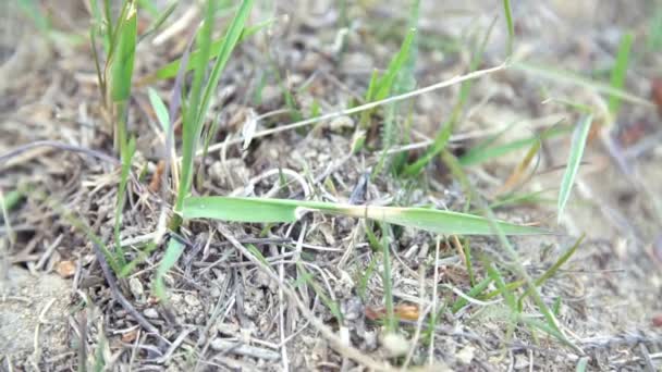 fourmis se déplacent entre les brins d'herbe 