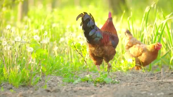 Hahn spaziert auf dem Gras — Stockvideo