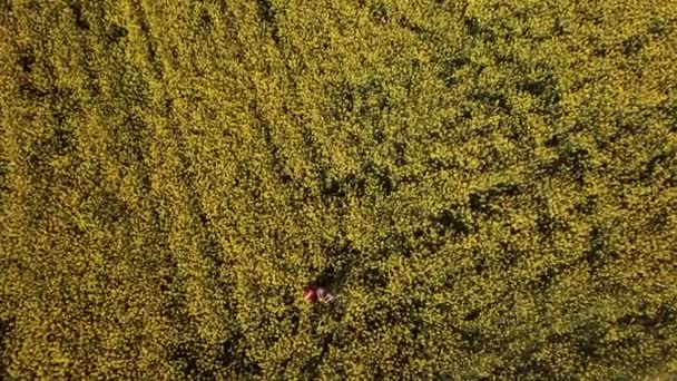 Паранове поле з квітами каноли — стокове відео
