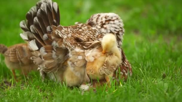 Hühner verstecken sich unter Hühnermama — Stockvideo