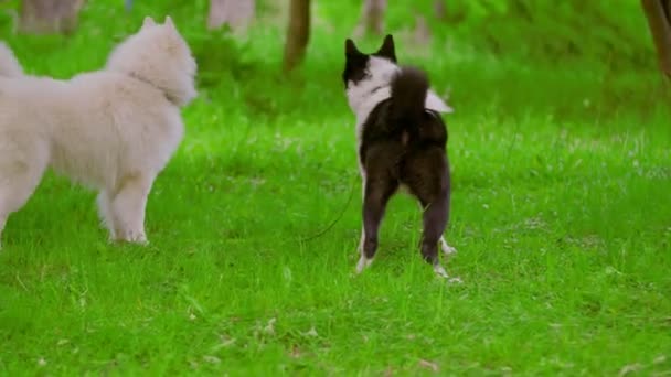 Zwei Hunde spielen in der Natur — Stockvideo