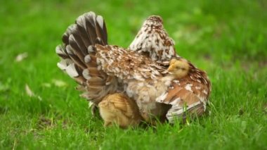 Tavuklar anne tavuğun altında saklanıyor.