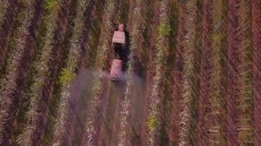 Bahçeye çiçek açan elma ağaçları serpiştiriyorum.