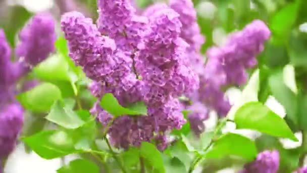 Gewone lila in bloei — Stockvideo