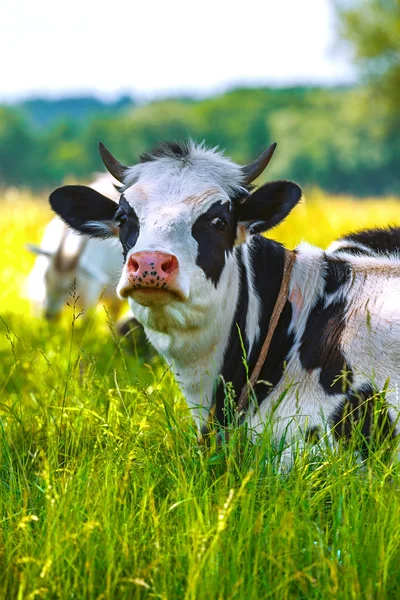 Cow in pasture — Stock Photo, Image