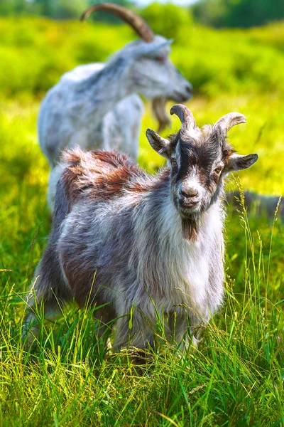 Goat in the pasture — Stock Photo, Image
