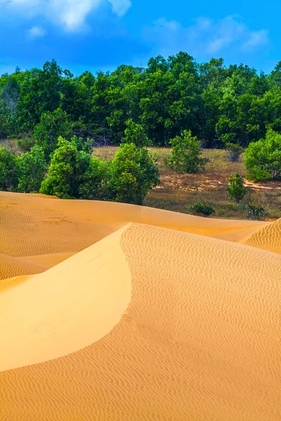 Песчаные дюны, деревья — стоковое фото