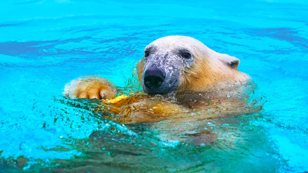Polar bear in water — Stock Photo, Image