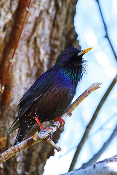 Blauwe vogel lijsters (Myiophones coeruleus) — Stockfoto