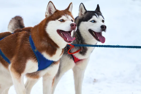 Husky dogs in harness — Stock Photo, Image