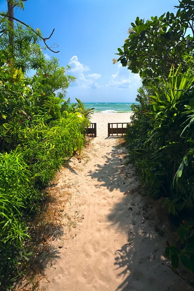 Sandweg zum Strand, Pflanzen — Stockfoto
