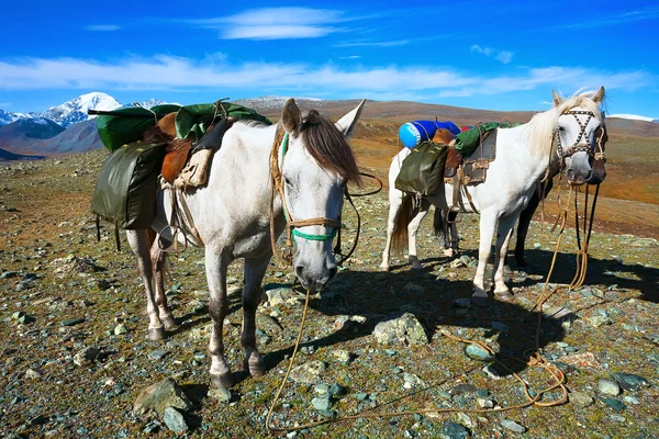 Cavalo branco com uma carga no topo da montanha . — Fotografia de Stock