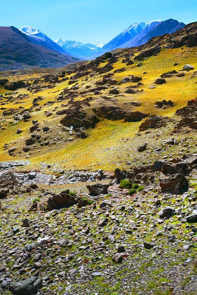 Stone mountain Çölü kayalar ve küçük bitki örtüsü manzara. — Stok fotoğraf