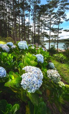 Gölde bir ağaçlık bahçe ön planda mavi çiçekler.