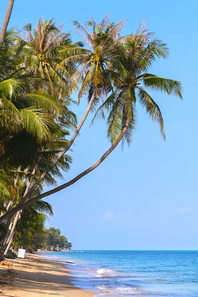 Пальма на морском пляже — стоковое фото