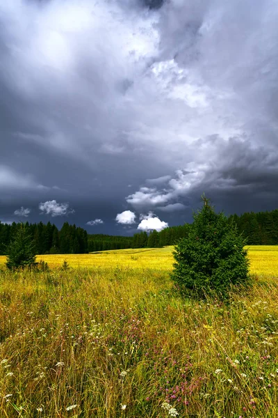 Paesaggio estivo con nuvole di pioggia. Piantato campo giallo. Verde c — Foto Stock