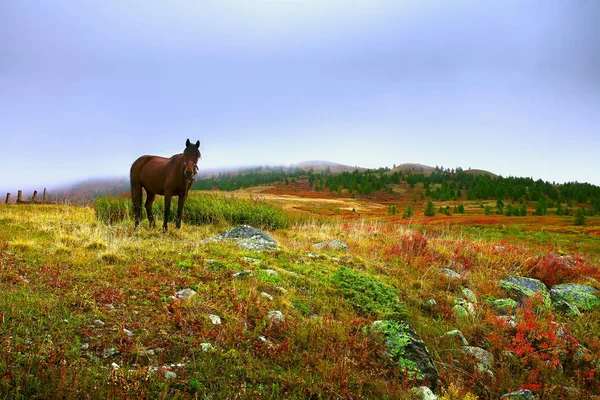 Cavalo solitário na grama vermelha. Paisagem com um cavalo — Fotografia de Stock