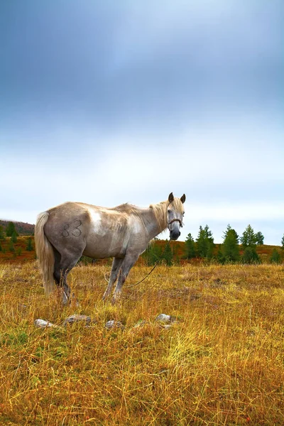 Cavalo branco, prado, outono, manhã — Fotografia de Stock