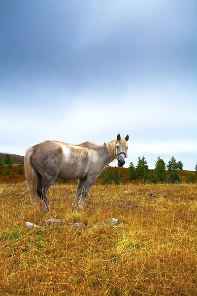 Cheval blanc, prairie, automne, matin — Photo