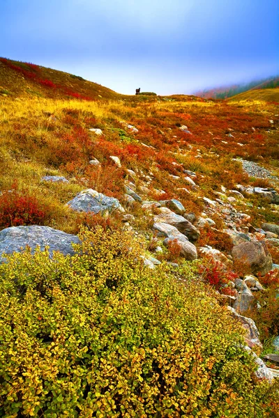 Tepelik bir dağ, sis, gündoğumu. Sonbahar kırmızı çalı. — Stok fotoğraf